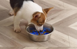 Outward Hound Stainless Steel Slo Bowl: $5.24 With a $0.28 Amazon Credit card image