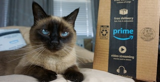 A cat with bright blue eyes laying on a bed with some Amazon boxes