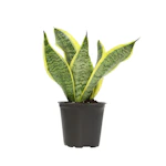 Snake Plant
