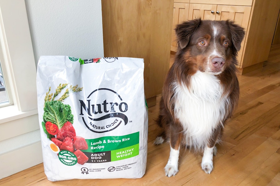 amazon-nutro-dog-food-4