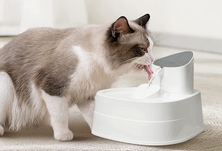 amazon water fountianjpg 1683920991 1683920991