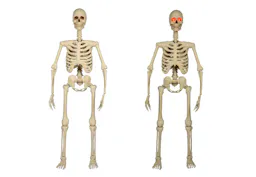 2 Posable Skeletons