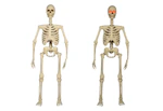 2 Posable Skeletons