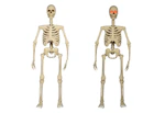 2 Posable Skeletons