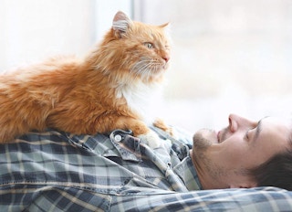 a cat sitting on their owner