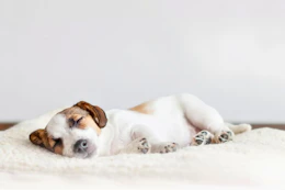 Lifestyle image of a sleeping dog