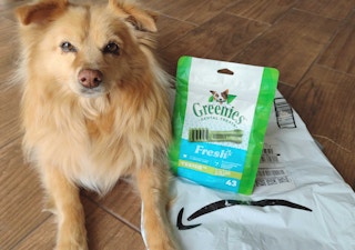 An adorable dog sitting next to a package of Greenies Dental Treats and an Amazon package.