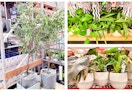 sams-club-plants
