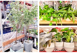 sams-club-plants