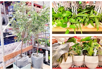 sams-club-plants