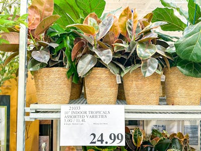 Tropical Indoor Plant