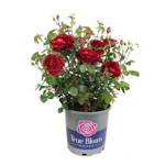 Red True Spirit Rose