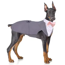 Dog Tuxedo and Bandana Set
