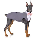 Dog Tuxedo and Bandana Set