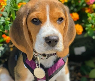 Step In Harness on a dog