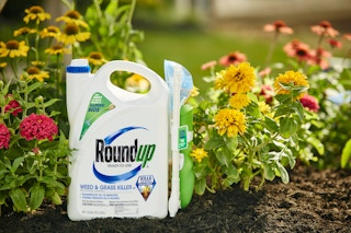 Roundup Weed & Grass Killer gallon jug in a garden bed