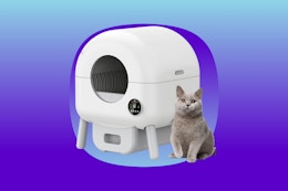 Self-Cleaning Cat Litter Box, Just $200 With an Amazon Coupon card image