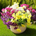 Artificial Morning Glory Flowers