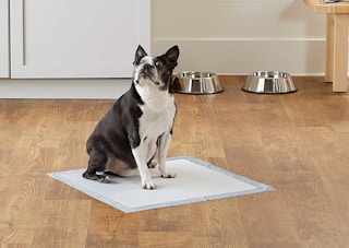 amazon basics puppy pads 2022 2 1652558435 1652558435