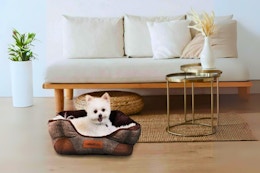 Clearance Pet Beds, as Low as $6.29 at Walmart card image