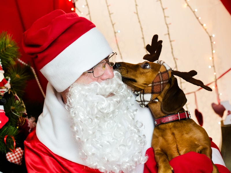 bass-pro-shops-cabelas-free-pictures-with-santa-holiday-christmas-santas-wonderland-pet-friendly-dog-portraits-dreamstime