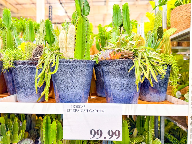 costco-plants-3