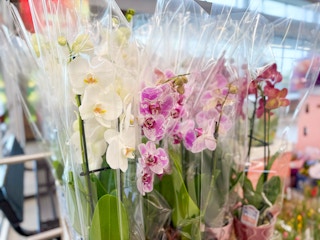 aldi orchids