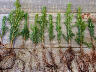 bulk tree seedlings