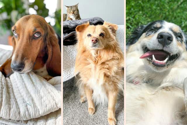 National Pet Day on April 11: Shop These Deals and Spoil Your Pets for Less card image