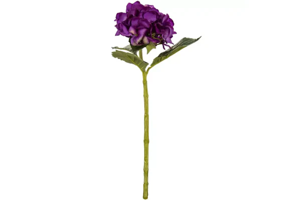 Hydrangea Stem