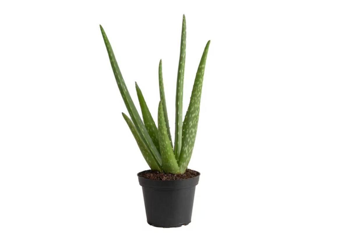 Costa Farms Aloe Vera Plant
