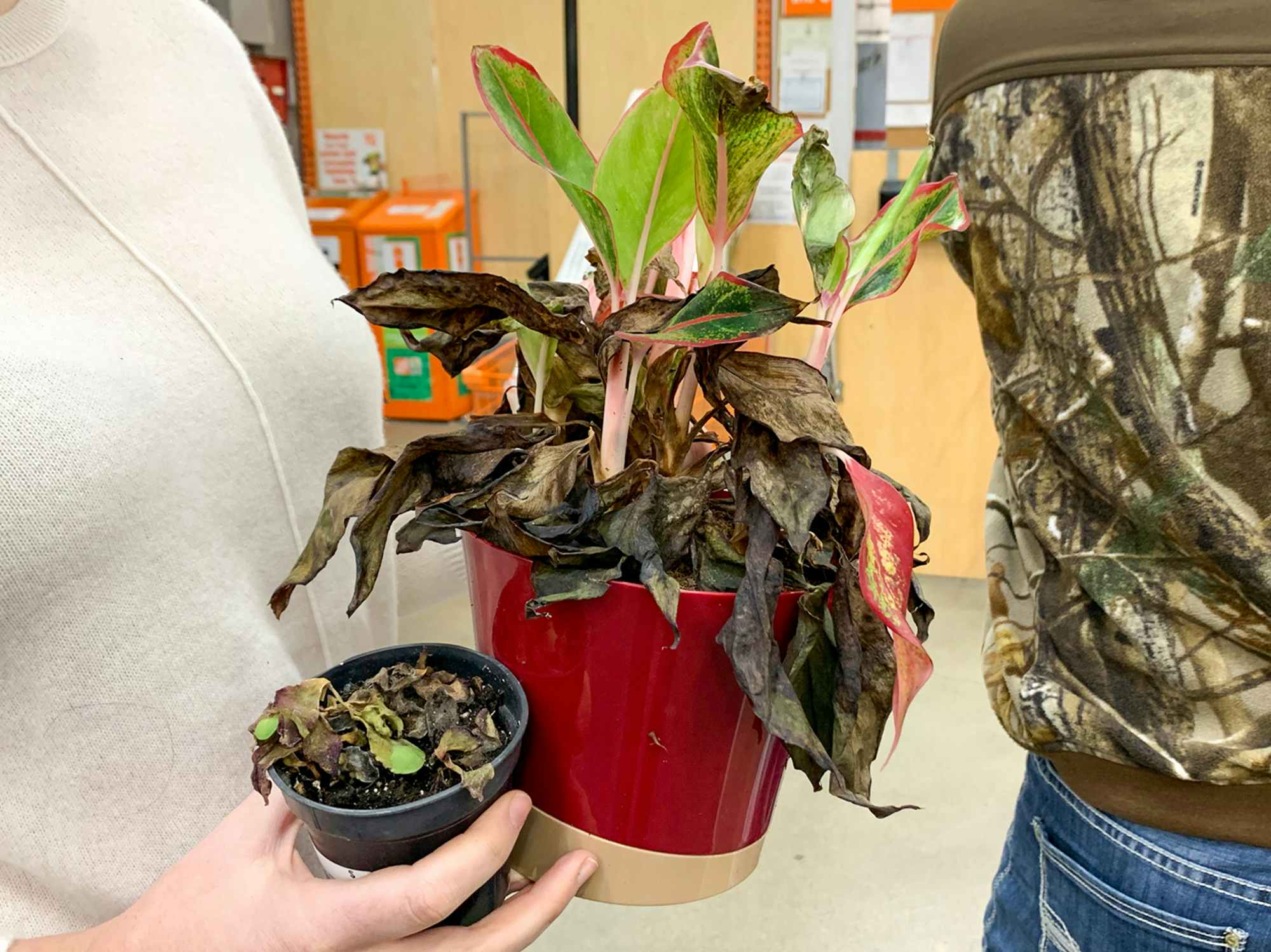 a person holding a dead plant at home depot