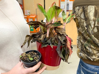 a person holding a dead plant at home depot
