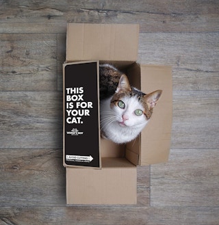 amazon cat litter 1642615290 1642615290