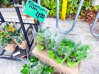 trader joe-s shamrock plant
