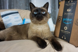A cat with bright blue eyes laying on a bed with some Amazon packages
