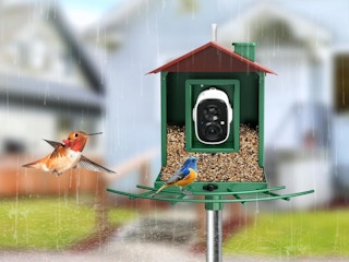 birds at a bird feeder with a camera outside