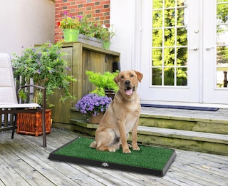 artificial grass puppy pee pad with a dog