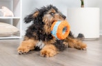 a dog playing with a round orange and blue toy