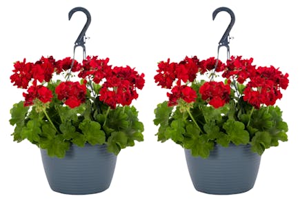 2 Hanging Flower Baskets