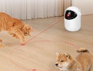 a cat and dog playing with a laser toy