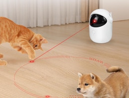 a cat and dog playing with a laser toy