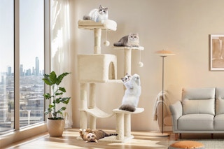 cats playing on tree tower