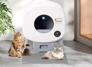 cats in front of a self-cleaning litter box