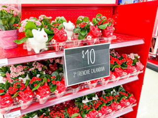valentines day frenchie planters on target shelf
