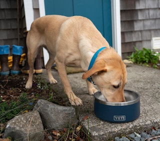 dog with yeti bowl lifestyle