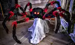 Lifestyle image of a jumping spider animatronic