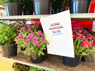 aldi-fall-mums-3