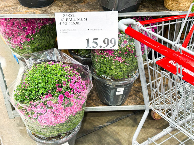 costco-fall-mums-2
