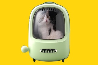 cat inside pet carrier backpack